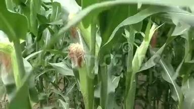 农田玉米种植详情